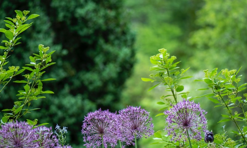 Blomster Blomster